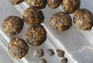 Küülikute haigus mukoidne enteropaatia, foto Cotton Tails Rescue