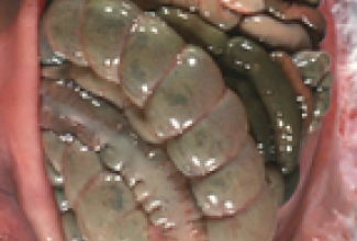 Küülikute haigus mukoidne enteropaatia, foto www.radil.missouri.edu