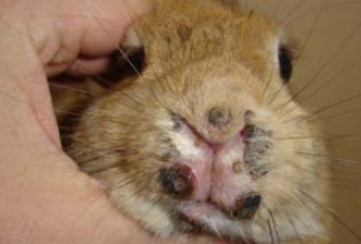 Müksomatoos nina ja suu ümbruses, foto: The University of Edinburgh, Rabbit Vaccination, Jun 18, 2010 
