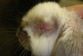 Müksomatoos turses silm, foto: The University of Edinburgh, Rabbit Vaccination, Jun 18, 2010 The University of Edinburgh, Rabbit Vaccination, Jun 18, 2010 