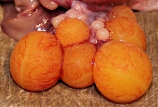 Eesti vuti munasari, foto Estfarm