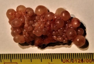 7 kuud vana pardi munasari, foto Estfarm