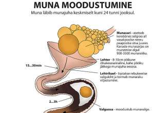 Muna-moodustumine, foto Estfarm