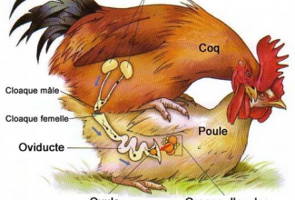 Muna viljastumine, foto: https://birdtricksstore.com/blogs/birdtricks-blog/how-parrots-mate