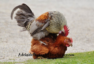 Muna viljastumine, foto: https://www.adelaidechickensittingservice.com/blog/how-long-does-it-take-for-a-rooster-to-fertilise-a-hen