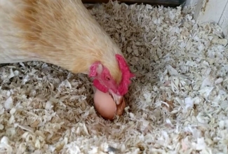 Foto: https://www.hobbyfarms.com/myth-busting-the-egg-eating-hen/