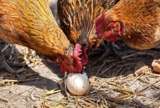 Foto: https://www.farmerstrend.co.ke/hens-eat-eggs-prevention-cure/