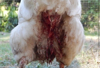 Foto: https://www.google.com/search?q=vent+prolapse+chicken&source=lnms&tbm=isch&sa=X&ved=0ahUKEwjvoqDpjqfgAhW0h6YKHTw-AY4Q_AUIDigB&biw=1280&bih=610#imgrc=355XLYGHDzYHAM: