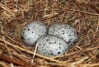 Cayuga pardi munad, foto Estfarm
