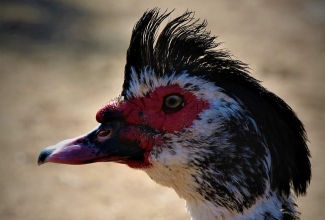 Muskuspart, foto Estfarm