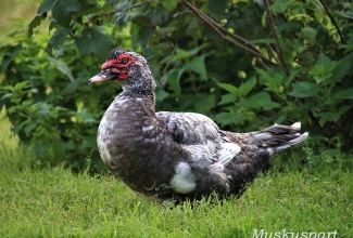 Muskuspart, isaslind, foto Estfarm