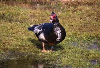 Muskuspart, isaslind, foto Estfarm