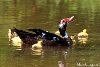 Muskuspardi emaslind koos tibudega, foto Estfarm