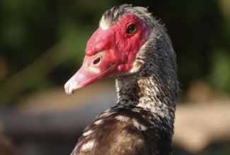 Muskuspart, foto Estfarm