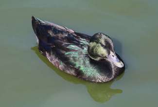 Must ida-india part, foto Estfarm