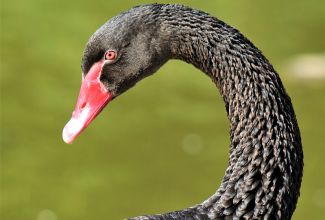 Mustluik, foto Estfarm