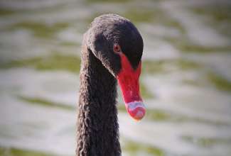 Mustluik, foto Estfarm