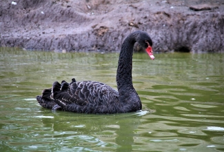 Mustluik, foto Estfarm