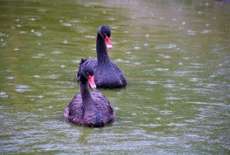 Mustluik, foto Estfarm
