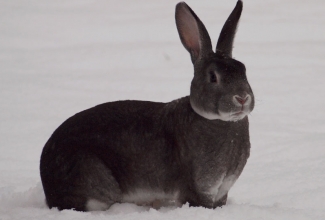 Chinchilla rex Taaniel, foto Estfarm
