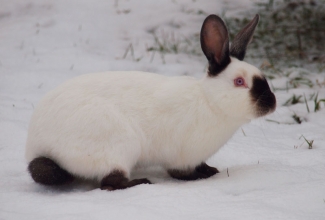 Kalifornia Fiona, foto Estfarm