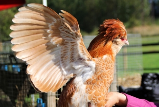 Esimene tõulindude näitus Nurmenuku talus