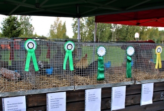 Esimene tõulindude näitus Nurmenuku talus