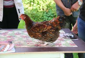 Koolitus-Sobiva-linnuliigi-ja-tõu-valimine-vastavalt-tootmise-eesmärgile-14.08-103