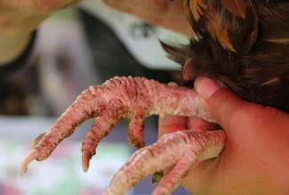 Koolitus-Sobiva-linnuliigi-ja-tõu-valimine-vastavalt-tootmise-eesmärgile-14.08-105