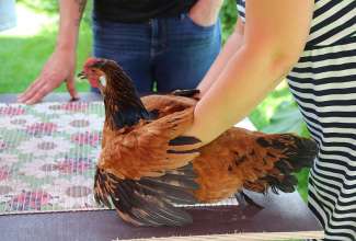 Koolitus-Sobiva-linnuliigi-ja-tõu-valimine-vastavalt-tootmise-eesmärgile-14.08-107