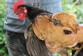 Koolitus-Sobiva-linnuliigi-ja-tõu-valimine-vastavalt-tootmise-eesmärgile-14.08-108