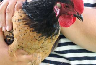 Koolitus-Sobiva-linnuliigi-ja-tõu-valimine-vastavalt-tootmise-eesmärgile-14.08-109