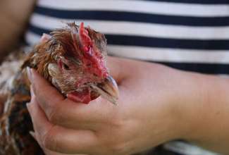 Koolitus-Sobiva-linnuliigi-ja-tõu-valimine-vastavalt-tootmise-eesmärgile-14.08-110