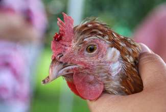 Koolitus-Sobiva-linnuliigi-ja-tõu-valimine-vastavalt-tootmise-eesmärgile-14.08-111