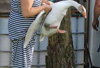 Koolitus-Sobiva-linnuliigi-ja-tõu-valimine-vastavalt-tootmise-eesmärgile-14.08-116