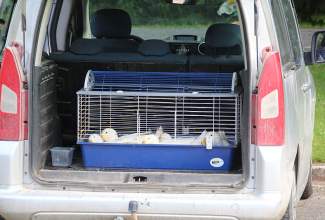 Koolitus-Sobiva-linnuliigi-ja-tõu-valimine-vastavalt-tootmise-eesmärgile-14.08-30