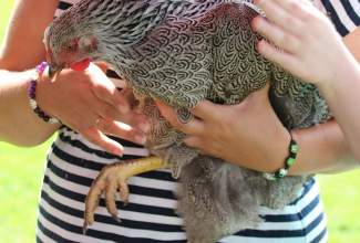 Koolitus-Sobiva-linnuliigi-ja-tõu-valimine-vastavalt-tootmise-eesmärgile-14.08-34
