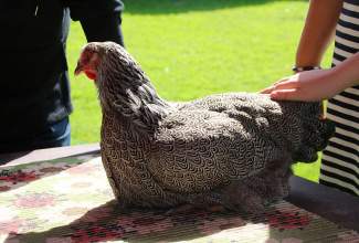 Koolitus-Sobiva-linnuliigi-ja-tõu-valimine-vastavalt-tootmise-eesmärgile-14.08-35