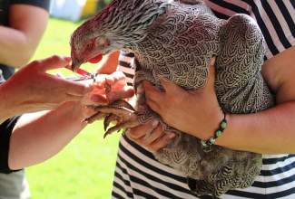 Koolitus-Sobiva-linnuliigi-ja-tõu-valimine-vastavalt-tootmise-eesmärgile-14.08-36