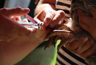 Koolitus-Sobiva-linnuliigi-ja-tõu-valimine-vastavalt-tootmise-eesmärgile-14.08-37