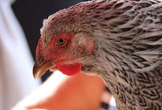 Koolitus-Sobiva-linnuliigi-ja-tõu-valimine-vastavalt-tootmise-eesmärgile-14.08-39