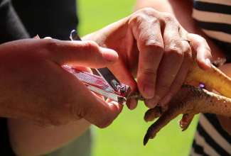 Koolitus-Sobiva-linnuliigi-ja-tõu-valimine-vastavalt-tootmise-eesmärgile-14.08-40