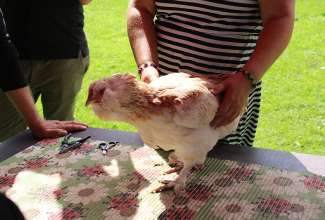 Koolitus-Sobiva-linnuliigi-ja-tõu-valimine-vastavalt-tootmise-eesmärgile-14.08-42