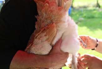 Koolitus-Sobiva-linnuliigi-ja-tõu-valimine-vastavalt-tootmise-eesmärgile-14.08-50