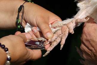 Koolitus-Sobiva-linnuliigi-ja-tõu-valimine-vastavalt-tootmise-eesmärgile-14.08-54