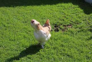 Koolitus-Sobiva-linnuliigi-ja-tõu-valimine-vastavalt-tootmise-eesmärgile-14.08-55