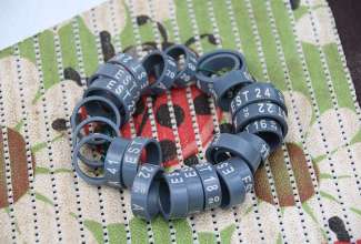 Koolitus-Sobiva-linnuliigi-ja-tõu-valimine-vastavalt-tootmise-eesmärgile-14.08-57