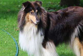 Koolitus-Sobiva-linnuliigi-ja-tõu-valimine-vastavalt-tootmise-eesmärgile-14.08-60