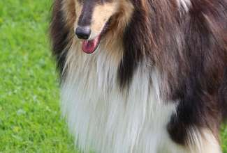 Koolitus-Sobiva-linnuliigi-ja-tõu-valimine-vastavalt-tootmise-eesmärgile-14.08-61