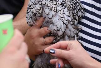 Koolitus-Sobiva-linnuliigi-ja-tõu-valimine-vastavalt-tootmise-eesmärgile-14.08-62